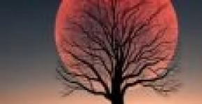 The Influence of the Moon on Biological Cycles