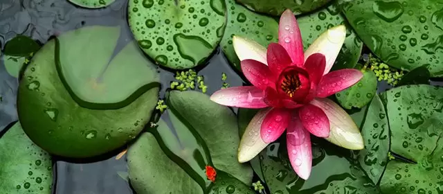 Horoscope for  Tuesday 3 June 2025