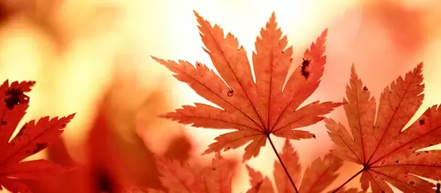 Horoscope for  Saturday 8 November 2025