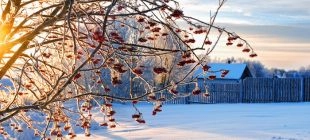 Winter 2026 Brings Its Quiet Strength
